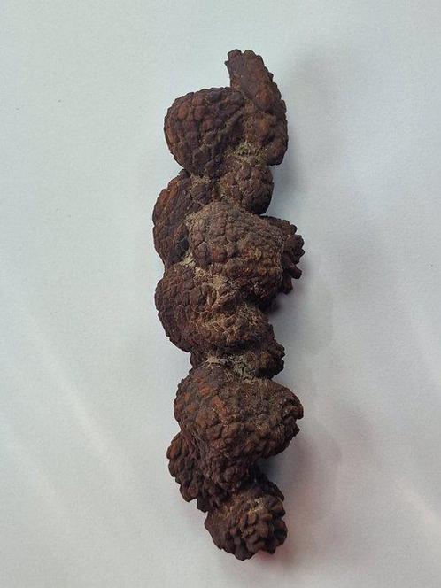 Fragment fossilisé - 11.5 cm (Sans Prix de Réserve), Verzamelen, Mineralen en Fossielen