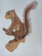 Volledig preparaat van een rode eekhoorn Taxidermie