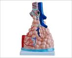 Anatomisch model vergrote longblaasjes ST-ATM 83, Verzenden, Nieuw