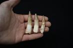 Verzameling van tandendoorns met wortel - Fossiele tanden -