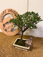 Azalea bonsai (Rhododendron) - Hoogte (boom): 31 cm - Diepte