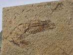 Kreeft - Gefossiliseerd dier - Carpopenaeus callirostris -