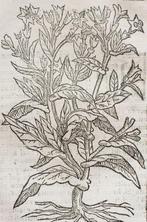 Stella - Tabacco - 1669
