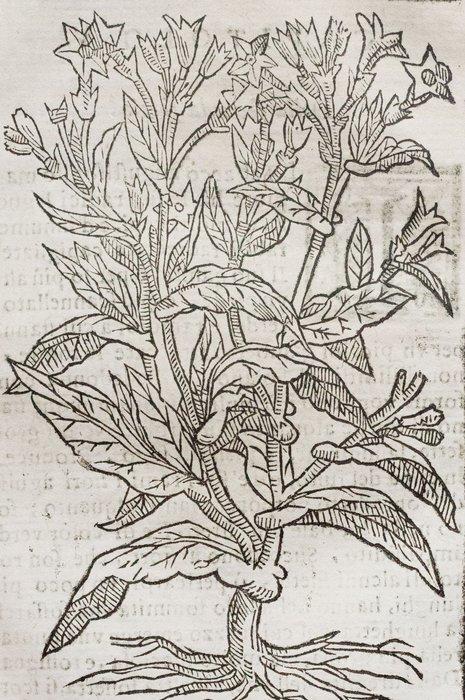 Stella - Tabacco - 1669, Antiek en Kunst, Antiek | Boeken en Manuscripten