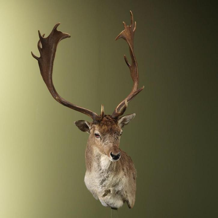 Damhert Taxidermie Opgezette Dieren By Max, Verzamelen, Dierenverzamelingen, Opgezet dier, Nieuw, Wild dier, Ophalen of Verzenden
