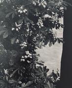 Willy Ronis (2010-2009) - 04-Quai des Tuileries paris 1953, Antiek en Kunst, Kunst | Schilderijen | Modern