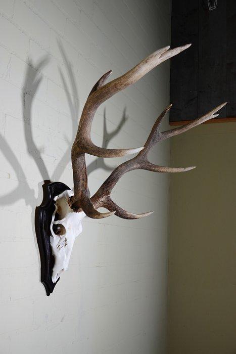 Grand trophée du cerf rouge Crâne - Cervus elaphus - 60 cm -, Collections, Collections Animaux