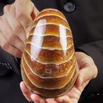 Uitzonderlijk Aragoniet Nautilus Fossiel - Een Tijdloze, Nieuw