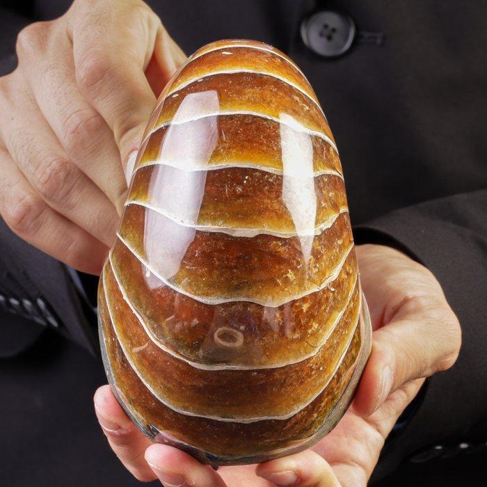 Uitzonderlijk Aragoniet Nautilus Fossiel - Een Tijdloze, Verzamelen, Dierenverzamelingen