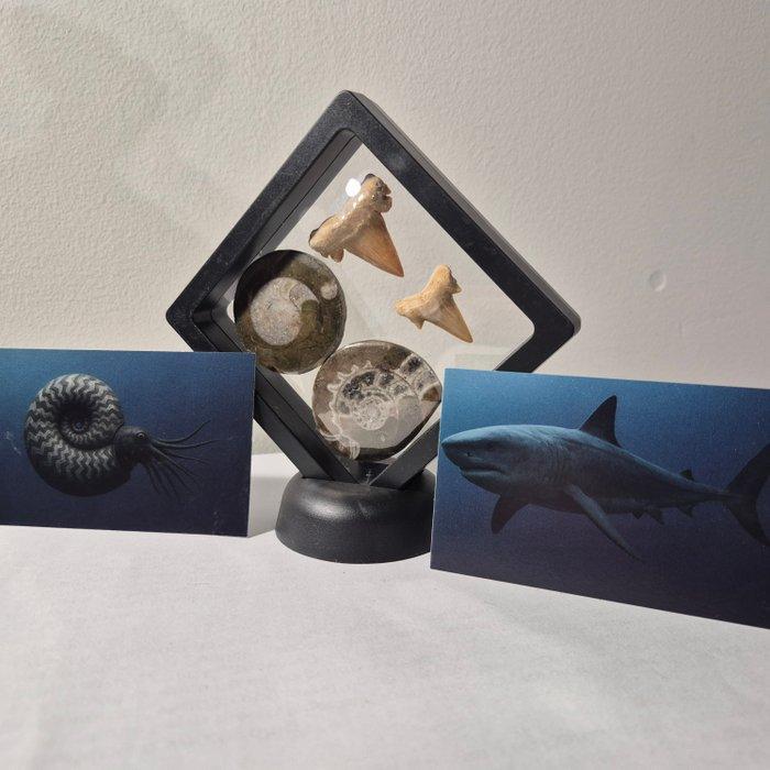 Fossiel - Fossiele tand - Bijzondere set van 4 unieke, Antiek en Kunst, Curiosa en Brocante