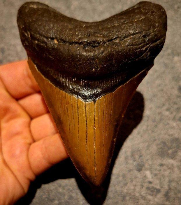 Megalodon - Fossiele tand - Otodus (Carcharocles) megalodon, Verzamelen, Mineralen en Fossielen