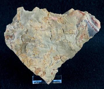 Mysterieus primitief stekelhuidig!!! – Cornute - Stylophora