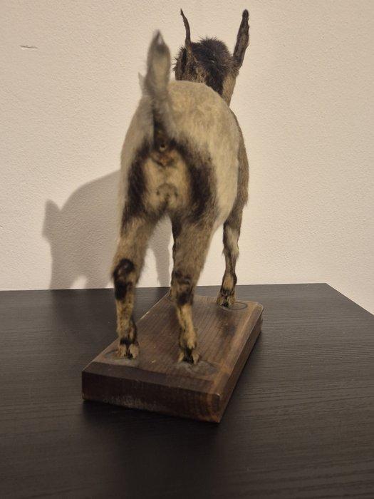 Geit Taxidermie volledige montage - Capra aegagrus hircus -, Collections, Collections Animaux