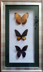 Vlinder Taxidermie volledige montage - Stichophthalma, Verzamelen, Dierenverzamelingen, Nieuw