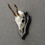 Reebok Schedel Taxidermie Opgezette Dieren By Max, Verzamelen, Ophalen of Verzenden, Nieuw, Wild dier, Opgezet dier