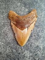 Megalodon - Fossiele tand - 11.9 cm - 8.8 cm