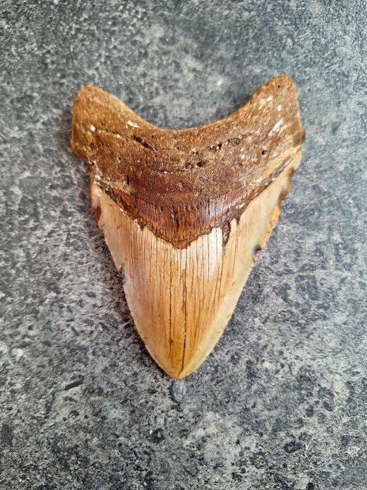 Megalodon - Fossiele tand - 11.9 cm - 8.8 cm, Verzamelen, Mineralen en Fossielen
