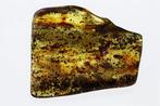 Barnsteen - Rare Baltic Amber Collector’s Piece – Polished, Verzamelen, Mineralen en Fossielen