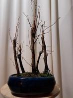 Bosquet de métasequoia dans une coupe à bonsaï - Hauteur