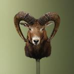 Moeflon Taxidermie Opgezette Dieren By Max, Verzamelen, Dierenverzamelingen, Ophalen of Verzenden, Nieuw, Wild dier, Opgezet dier