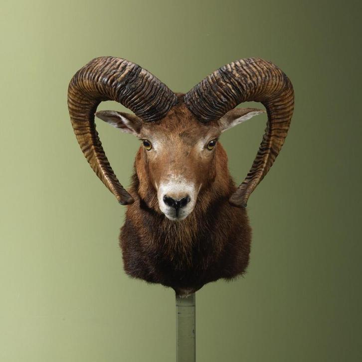Moeflon Taxidermie Opgezette Dieren By Max, Verzamelen, Dierenverzamelingen, Opgezet dier, Nieuw, Wild dier, Ophalen of Verzenden