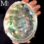 Reusachtige parelmoeren schelp - Prachtige zeeschelp -, Verzamelen