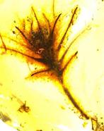 Amber - Gefossiliseerde plant - Pretty Blossomed Flower from
