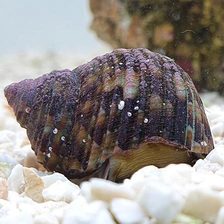 Turbo Brunneus - Turboslak, Dieren en Toebehoren, Vissen | Aquariumvissen