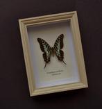 Vlinder Taxidermie volledige montage - Graphium antheus -, Verzamelen, Nieuw