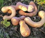 Tahitan Butternut Pompoen 50 zaden, Nieuw