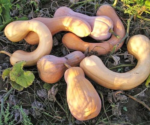 Tahitan Butternut Pompoen 50 zaden, Hobby en Vrije tijd, Knutselen, Nieuw