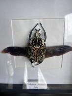 Coléoptère Goliath Support de corps entier pour taxidermie -