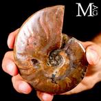 - Gefossiliseerde schelp - Ammoniet - Rode opaal Cleoniceras, Nieuw