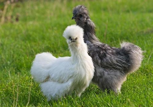 zijdehoen kippen, Dieren en Toebehoren, Pluimvee | Toebehoren