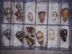 Collection étendue de cônes avec des raretés ***GEM***, Verzamelen, Dierenverzamelingen, Nieuw