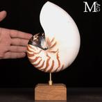 Onsterfelijk symbool van de natuurlijke perfectie Nautilus