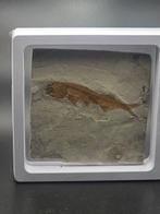 Vis - Gefossiliseerd dier - Lycoptera - 11 cm (Zonder