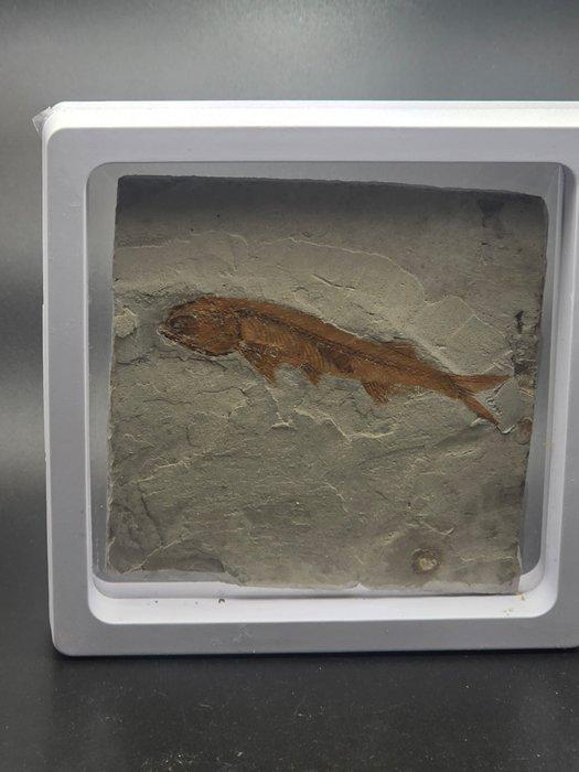 Vis - Gefossiliseerd dier - Lycoptera - 11 cm (Zonder, Collections, Minéraux & Fossiles