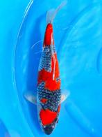 HQ Goshiki van Ozumi Ikarashi 37cm (Japanse Koi), Ophalen of Verzenden