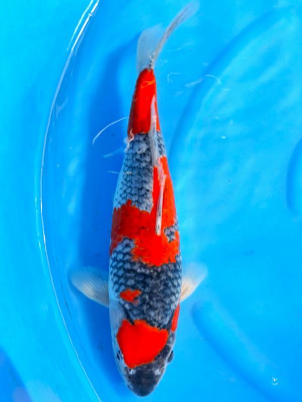 HQ Goshiki van Ozumi Ikarashi 37cm (Japanse Koi), Jardin & Terrasse, Étangs, Enlèvement ou Envoi