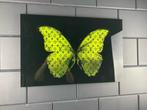 Mike Blackarts - Butterfly with diamonds plexiglass artwork, Antiek en Kunst, Kunst | Schilderijen | Modern