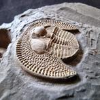 Gele Trilobieten Declivolithus (Nankinolithus) titan Dode