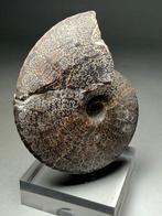 Superbe ammonite classique - Belles lignes de suture -, Verzamelen