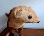 steenmarter Taxidermie volledige montage - Martes foina - 22, Nieuw