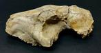 Oreodont - Fossiele schedel - 17.5 cm - 10 cm