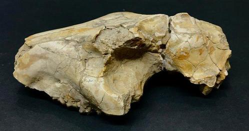 Oreodont - Fossiele schedel - 17.5 cm - 10 cm, Verzamelen, Mineralen en Fossielen