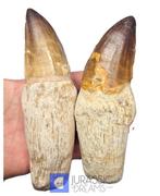 Exceptionnel ensemble de 2 Thalassotitan atrox (plus grand