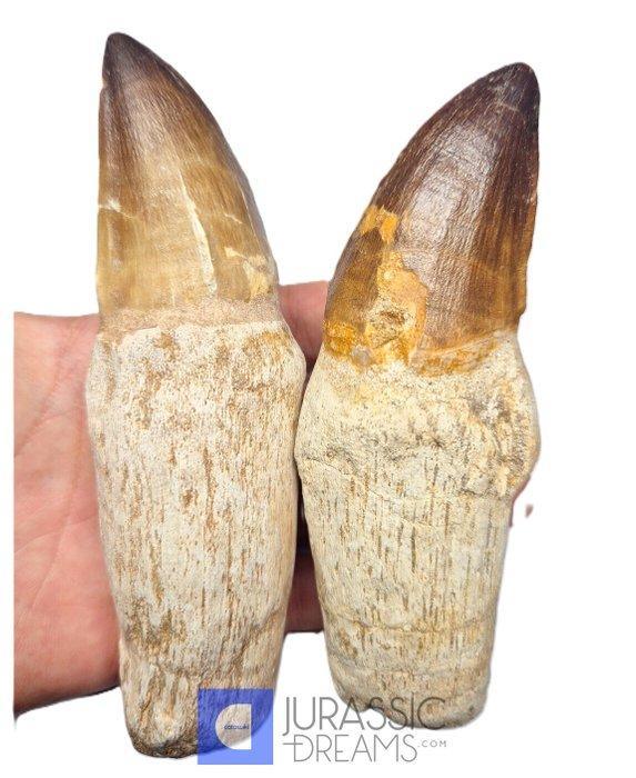 Exceptionnel ensemble de 2 Thalassotitan atrox (plus grand, Collections, Minéraux & Fossiles