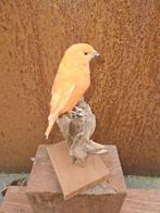 Prachtige rode kanarie Taxidermie volledige montage -, Verzamelen, Nieuw