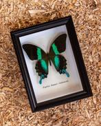 Papillon Support de corps entier pour taxidermie - Papilio, Nieuw